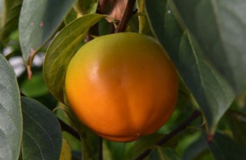 Persimmon (Rojo) Grafted Tree Advanced 80-100cm