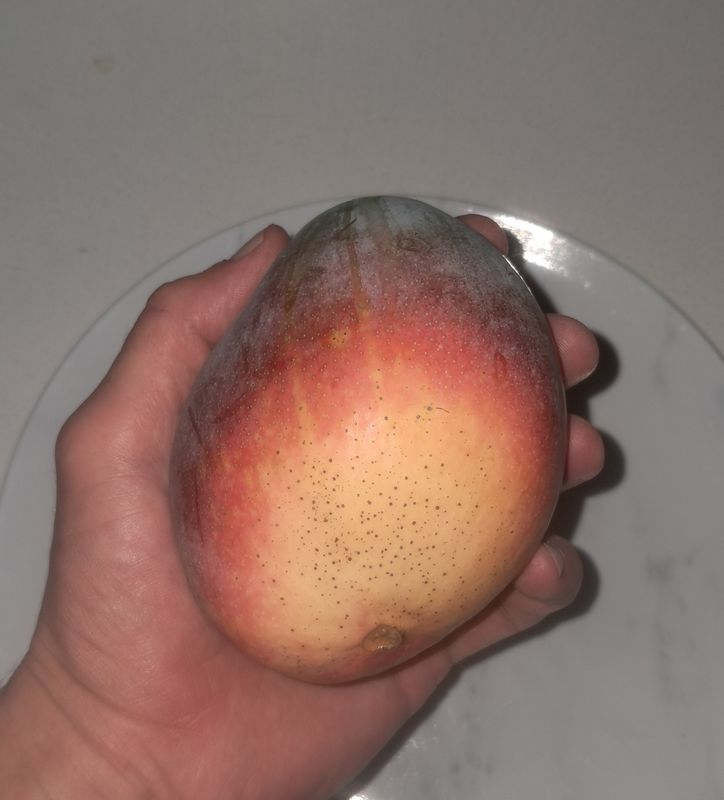 Mango (Lucinda) Grafted Advanced - 80-100cm