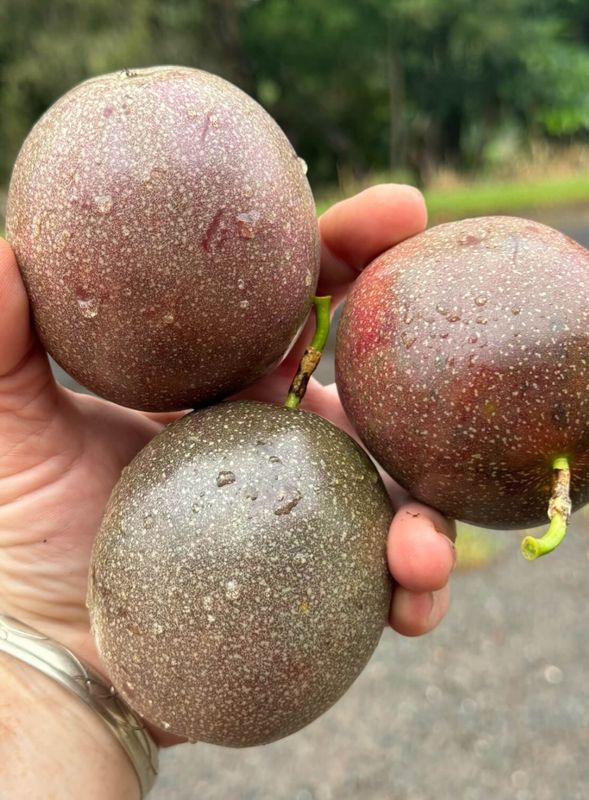 Passion Fruit Vine - Grafted (Nova)