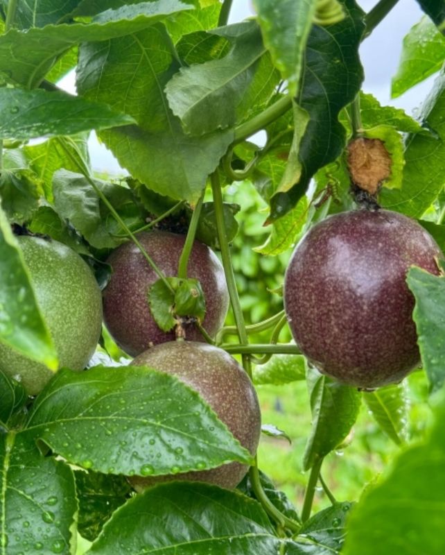 Passion Fruit Vine - Grafted (Nova) - PBR protected