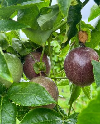Passion Fruit Vine - Grafted (Nova)