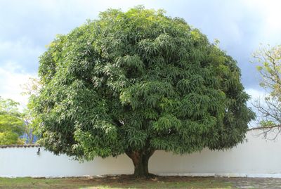 Mango (Banana) Grafted - Advanced 80-100cm