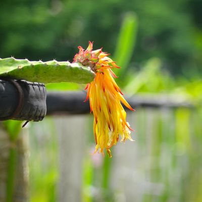 Dragon Fruit Plant Columbian Red (Selenicereus Monacanthus) Organic