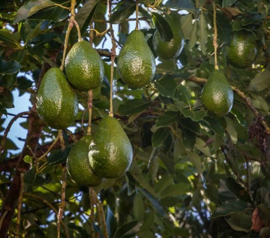 Avocado (Reed) Grafted Tree 60cm (A) Avocado (Reed) Grafted Tree 60cm (A)