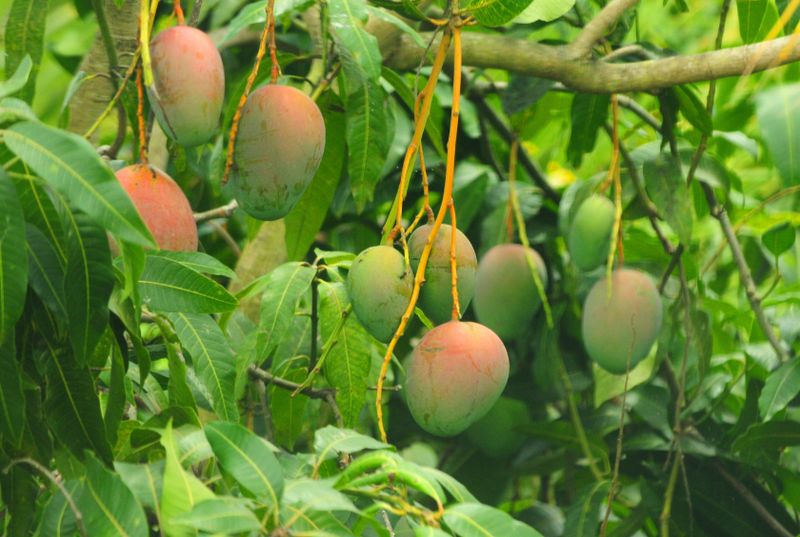 Mango (Keitt) Grafted - Advanced 80-100cm