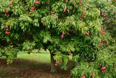 Grafted Baitaying Lychee - Advanced 80cm-100cm