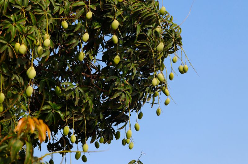 Mango (Lemon Zest) Grafted Advanced 80-100cm