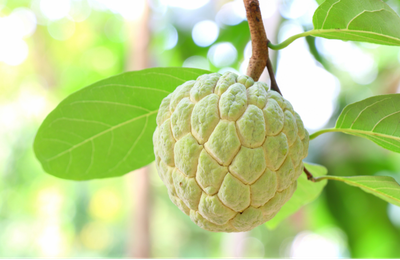 Custard Apple Grafted KJ Pinks - Advanced 70-100cm