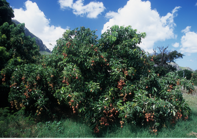 Grafted Chom Pogo Lychee - Advanced 80cm