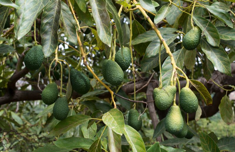 Avocado (Hass) Grafted 60-80cm (A)