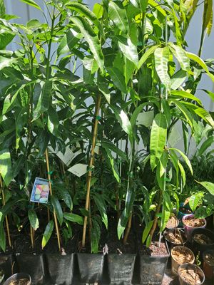 Mango (Bali Apple) - Grafted 80-100cm