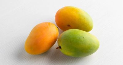 Mango (Early Gold) Grafted 80-100cm