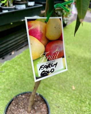 Mango (Early Gold) Grafted 80-100cm