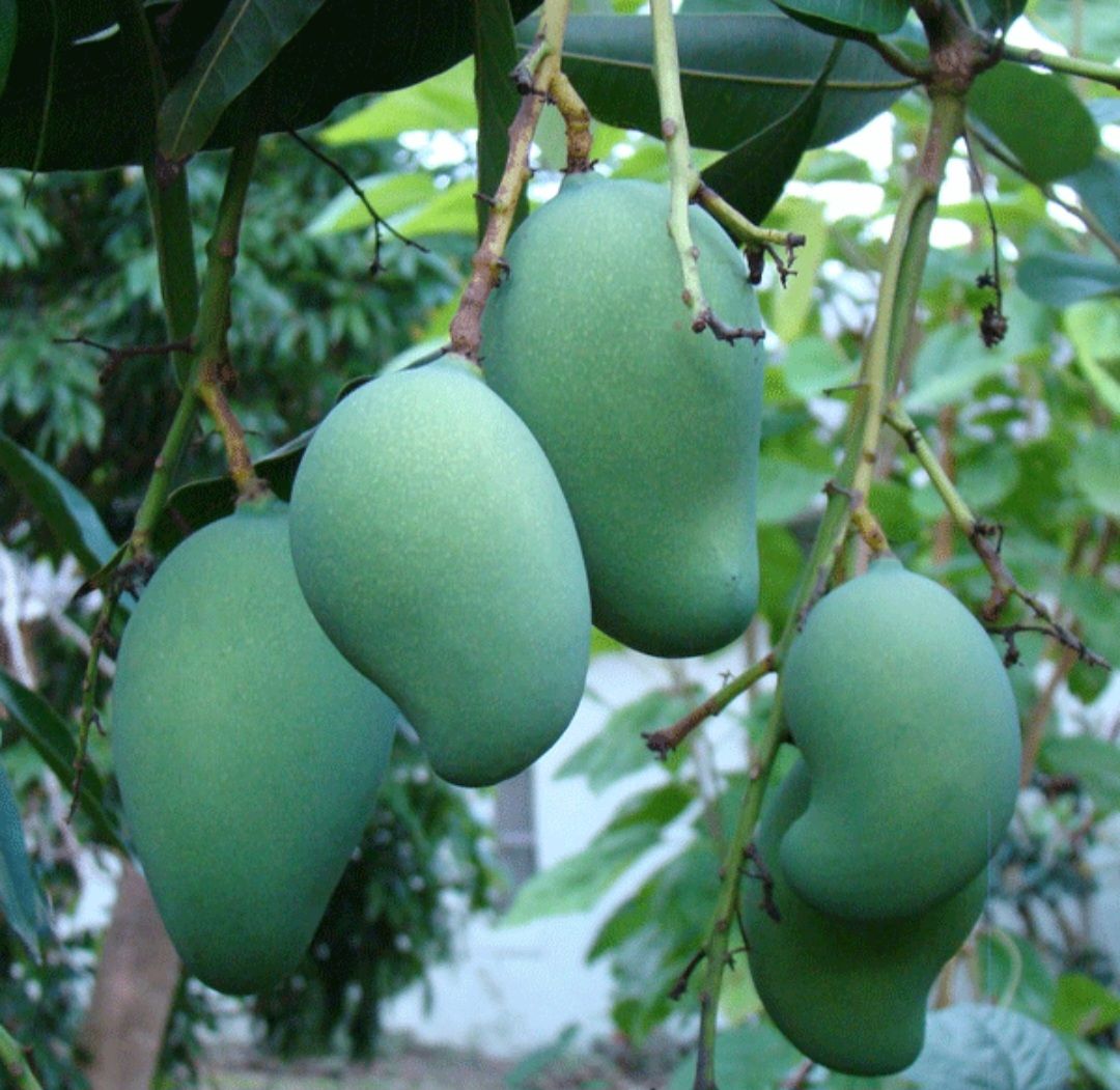 Mango (Mallika) - Grafted 80-100cm