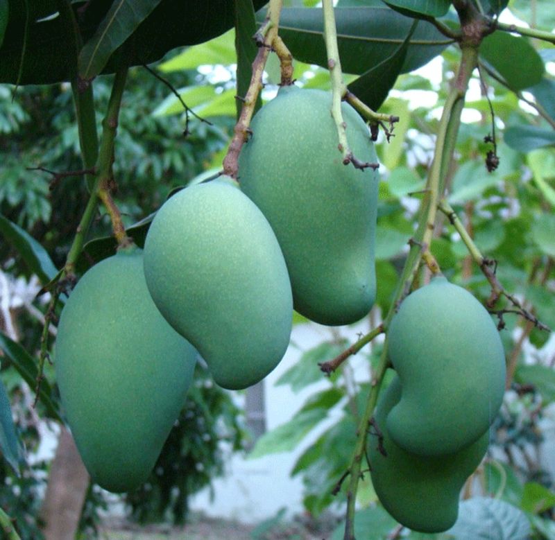 Mango (Mallika) - Grafted 80-100cm