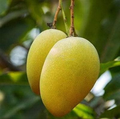 Mango (Mallika) - Grafted 80-100cm