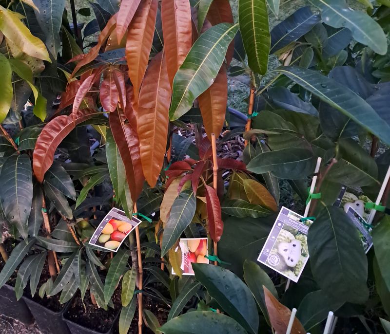 Mango (Harum Wangi) - Grafted 80-100cm