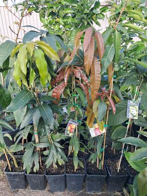 Mango (Harum Wangi) - Grafted 80-100cm