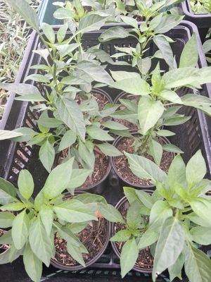 Ceyanne Chilli Plant Organic - 40-60cm