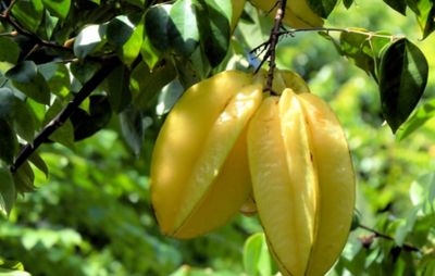 Star Fruit (Carambola)