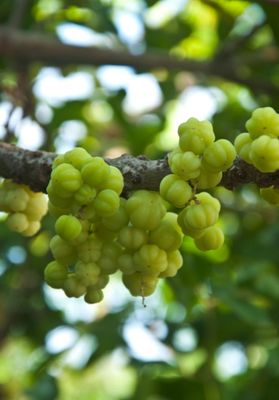 Star Gooseberry Trees