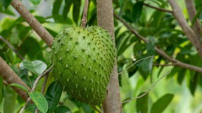 Soursop Trees