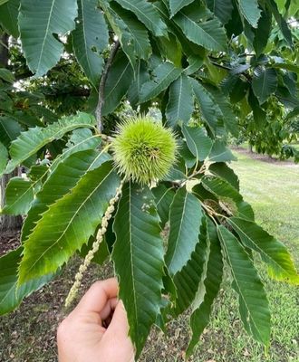 Chestnut Trees