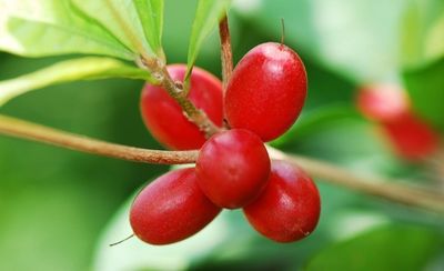 Miracle Berry Plants
