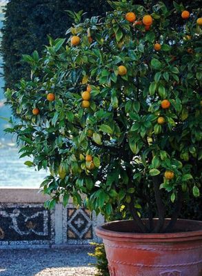 Orange (Pineapple) Organic Rooted Cutting) - 60-80cm (CERTAIN PARTS OF QLD ONLY)