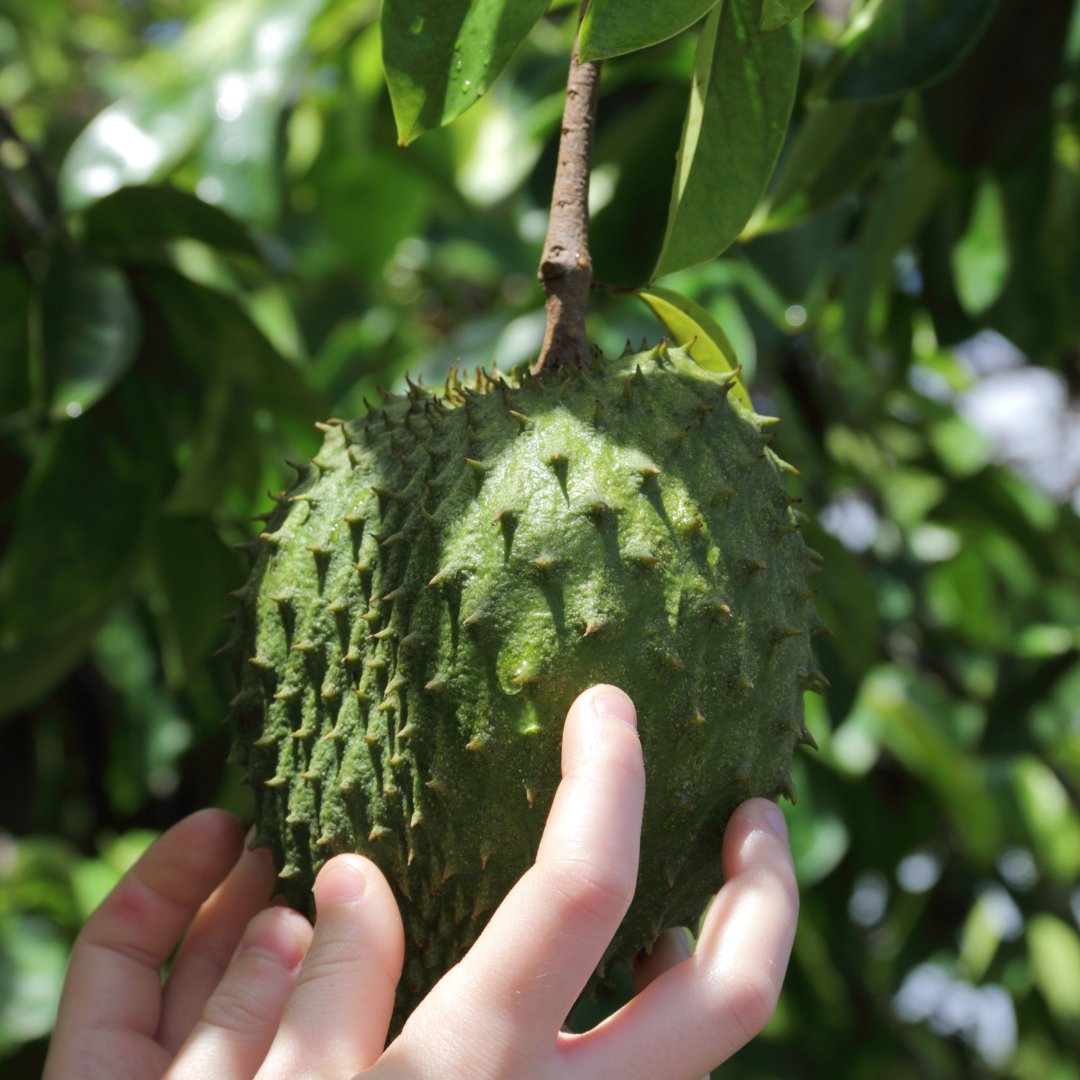 Soursop Tree Organic 60-80cm (Annona Muricata) (size options available)