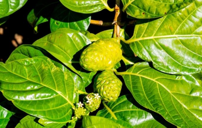 Noni Tree Organic - 40-60cm (Morinda citrifolia)
