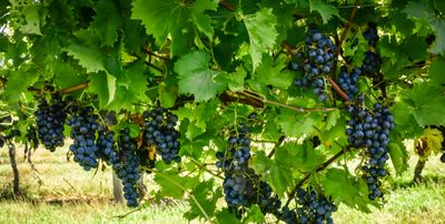 Grape Vine - (Chambourcin) 60-80cm Organic (CERTAIN PARTS OF QLD ONLY)