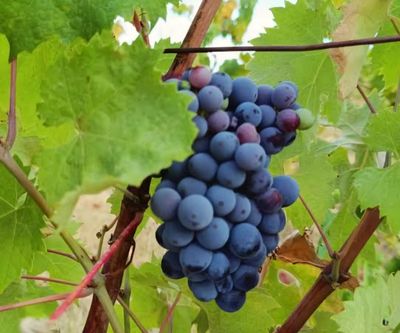 Grape Vine - (Chambourcin) 60-80cm Organic (CERTAIN PARTS OF QLD ONLY)