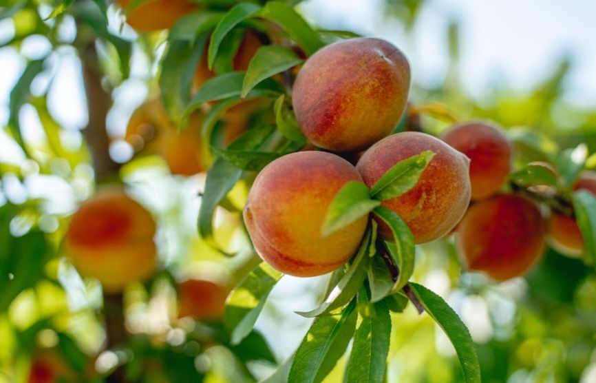 Peach 80-100cm - (Tropic Snow) Air Layered