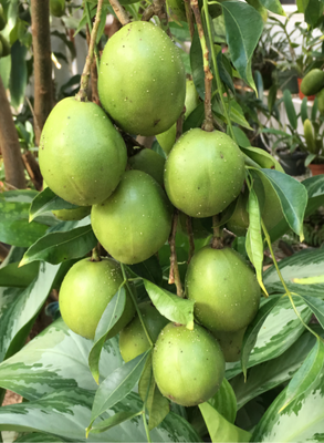 June Plum Tree Organic 60-80cm (Spondias Dulcis)
