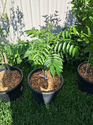 June Plum Tree Organic 60-80cm (Spondias Dulcis)