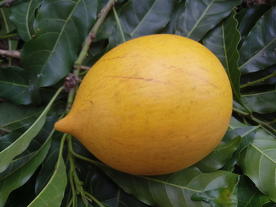 Abiu Fruit Tree - Advanced 80-100cm (Pouteria Caimito)