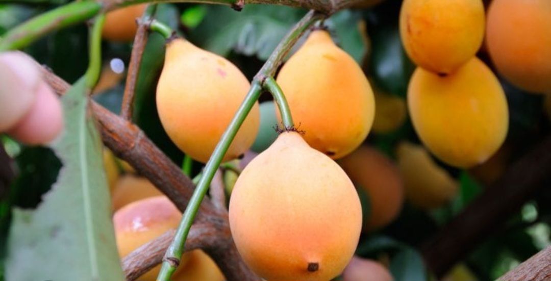 Achacha Seedling Organic (Garcinia humilis)