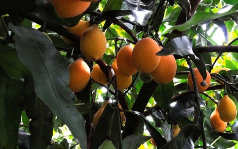 Achacha Seedling Organic (Garcinia humilis)