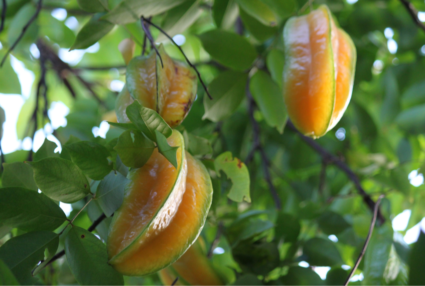 Starfruit Tree - Advanced 80-100cm  (Carambola)
