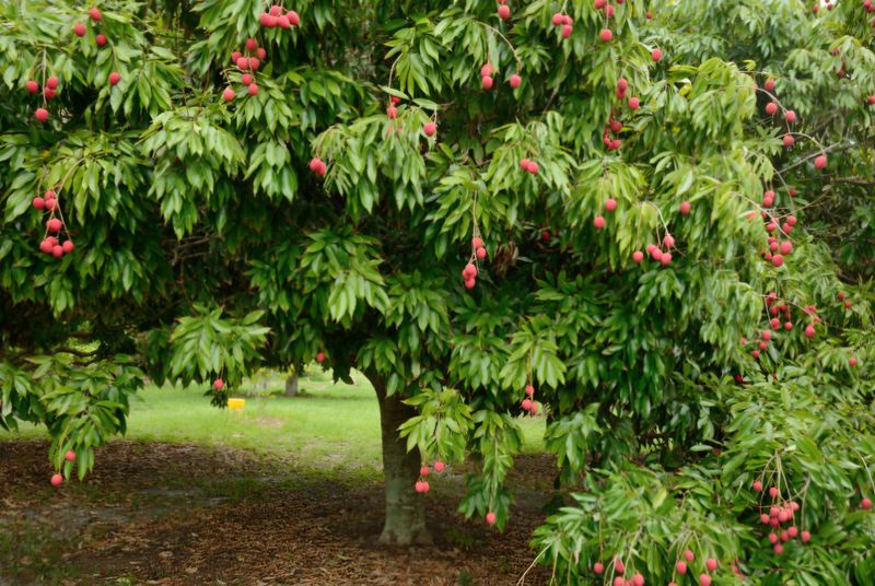 Grafted Lychee (Baitaying) - Advanced 80cm-100cm