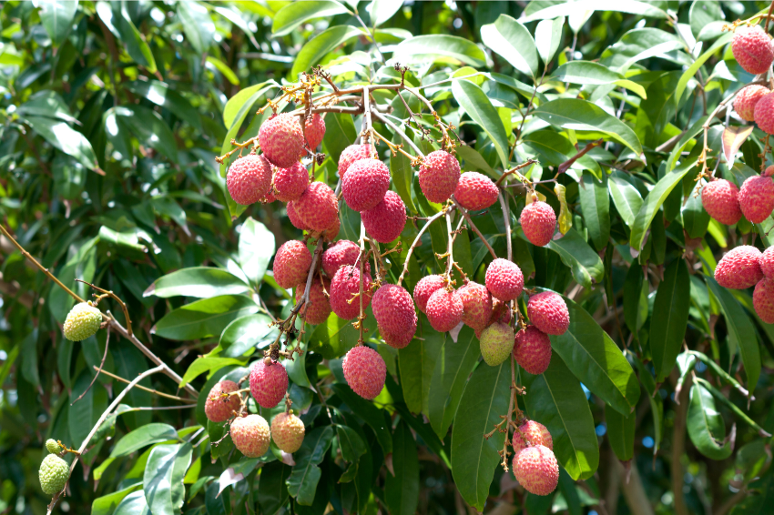 Lychee Grafted (Kwai Mai B3 Pink)  - Advanced 80cm-100cm