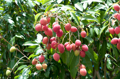 Lychee Grafted (Kwai Mai B3 Pink) - Advanced 80cm-100cm