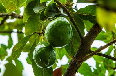Avocado (Wurtz) Grafted 60-80cm (A)