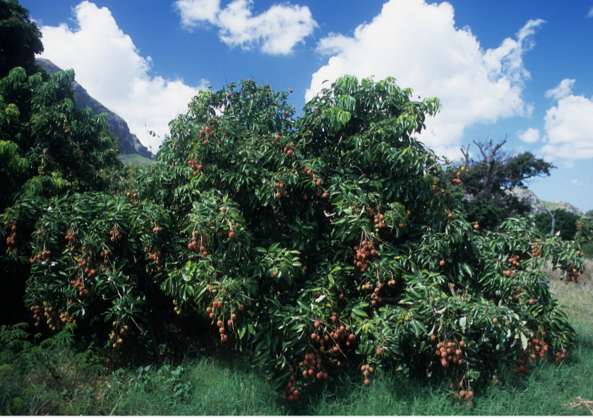 Grafted Lychee (Chom Pogo) Lychee - Advanced 80cm-100cm