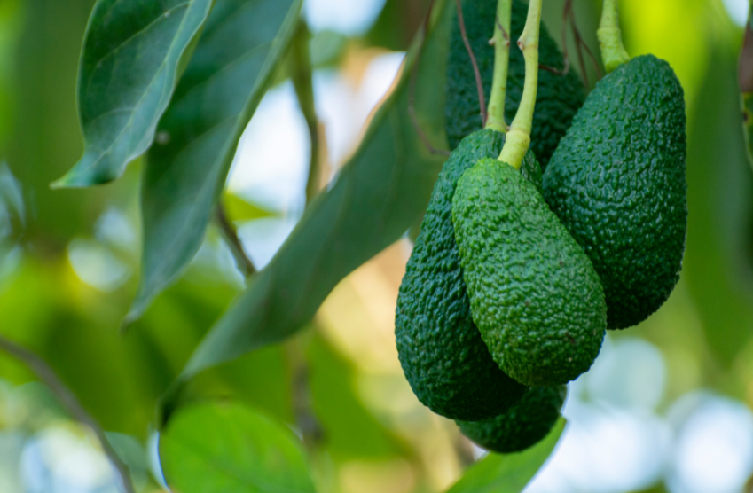 Avocado (Sharwil) Grafted 80-100cm (B)