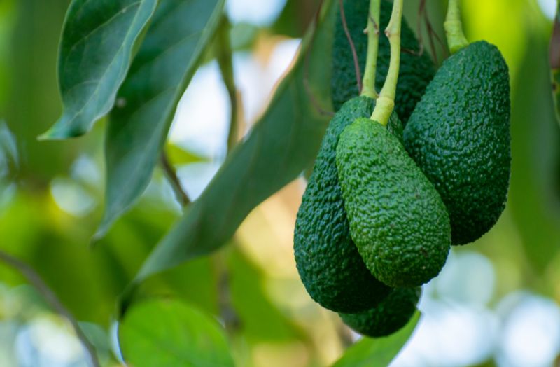 Avocado (Sharwil) Grafted 80-100cm (B)