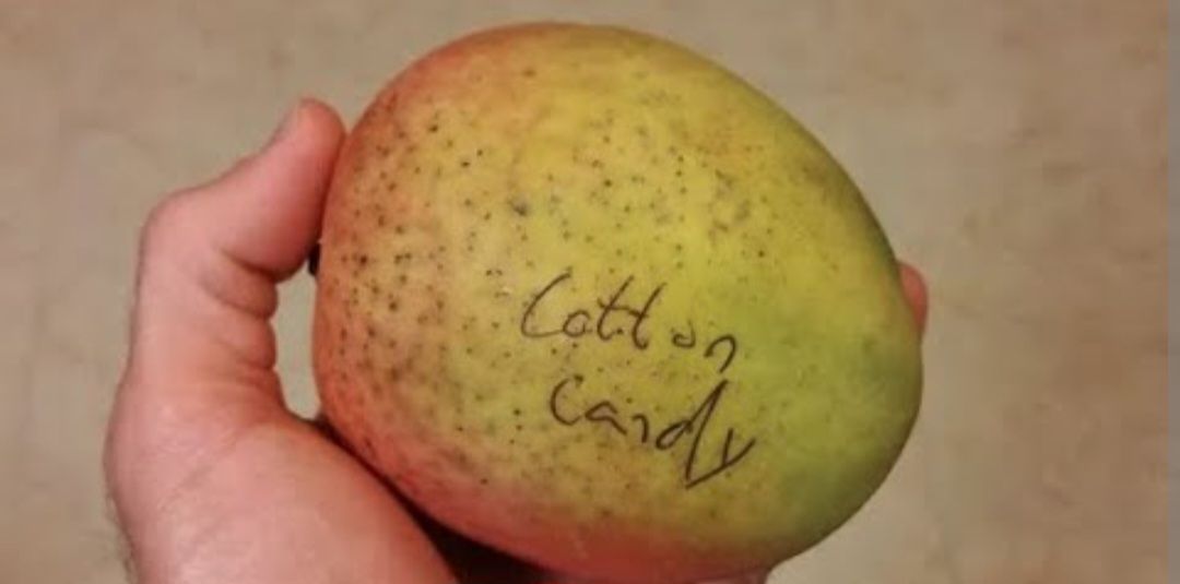 Mango (Cotton Candy) Grafted 60-80cm