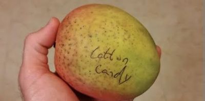 Mango (Cotton Candy) Grafted 60-80cm