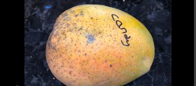 Mango (Cotton Candy) Grafted 60-80cm